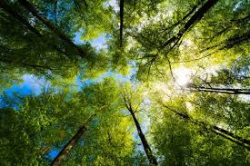 Water: The Lifeblood of Earth and Human Civilization