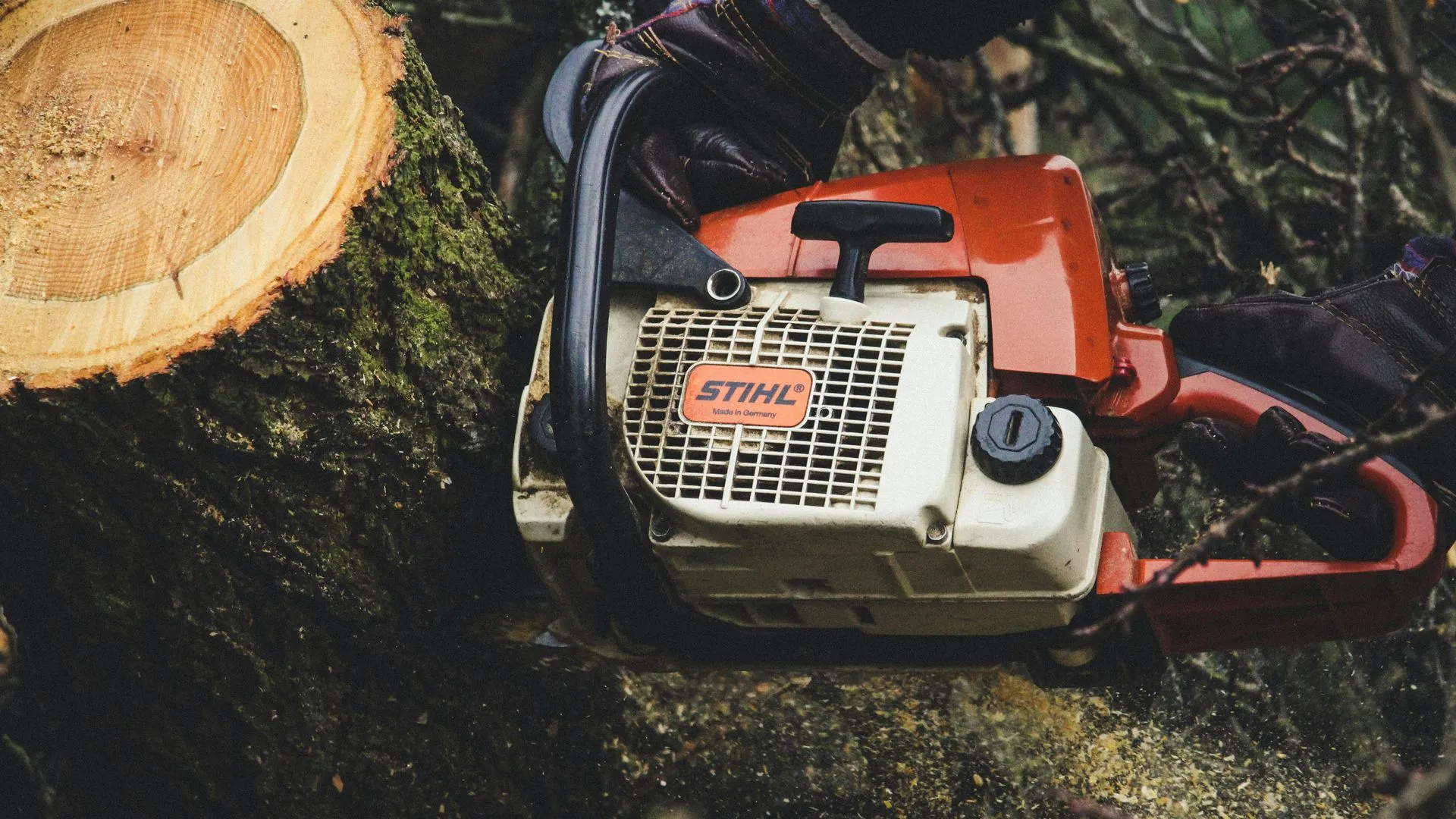 Is It Time to Schedule Your Champions Tree Service Appointment?