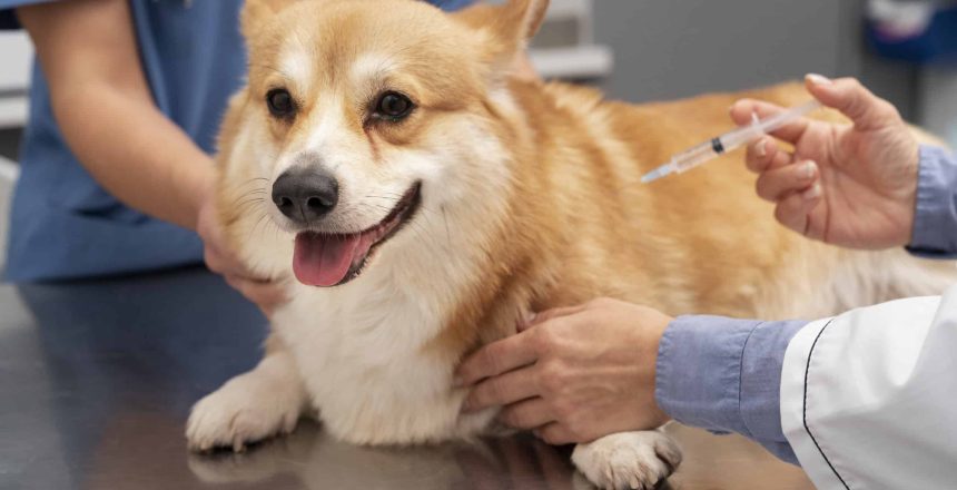 How Often Should You Schedule Pet Vaccination in Norco?