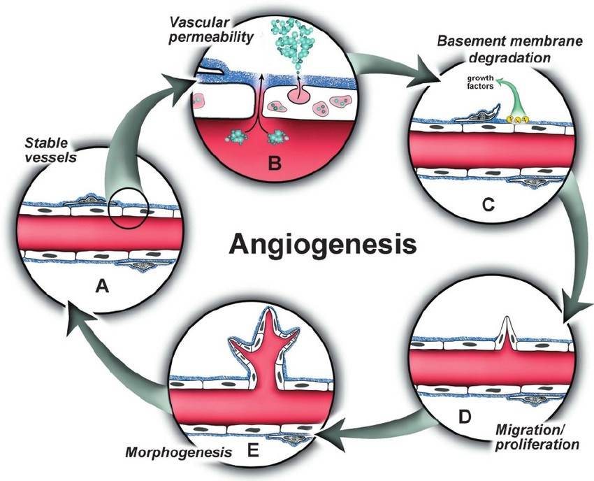 The Essential Roles of Prostaglandin E1 and Copper in the Angiogenesis Cascade