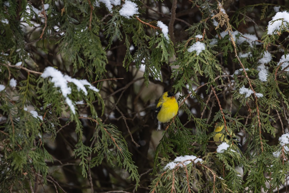 Native Trees in Naperville That Support Pollinators and Survive Harsh Winters