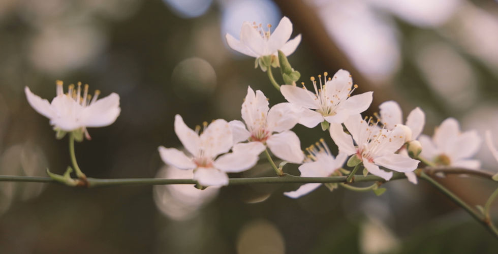 Compassionate Miscarriage Counsellor Sydney for Healing Support