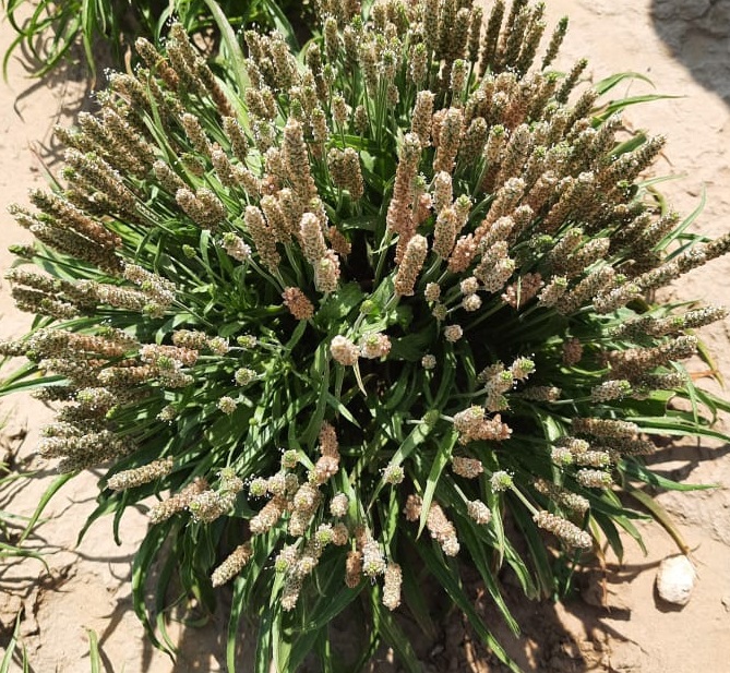 Why Psyllium Products Are in Demand Across Australia’s Food and Feed Industries