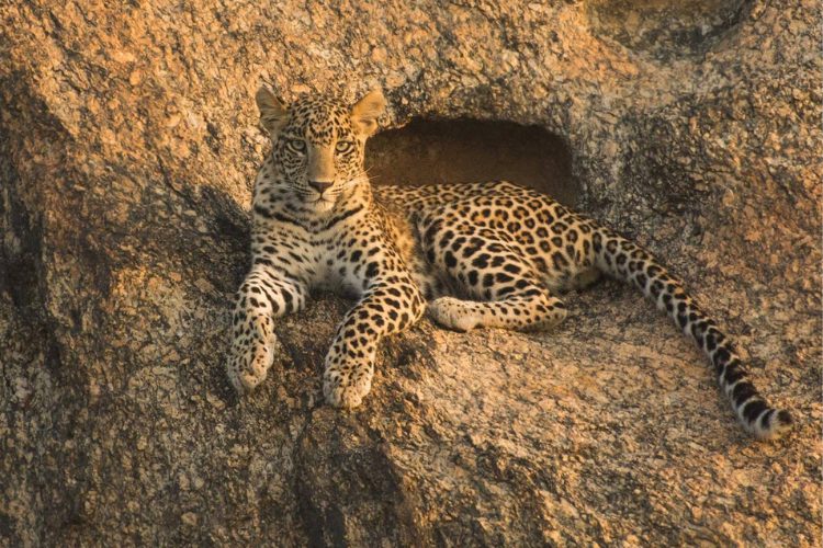 Unveiling Jawai: Why It’s the Top Tourist Spot in Rajasthan