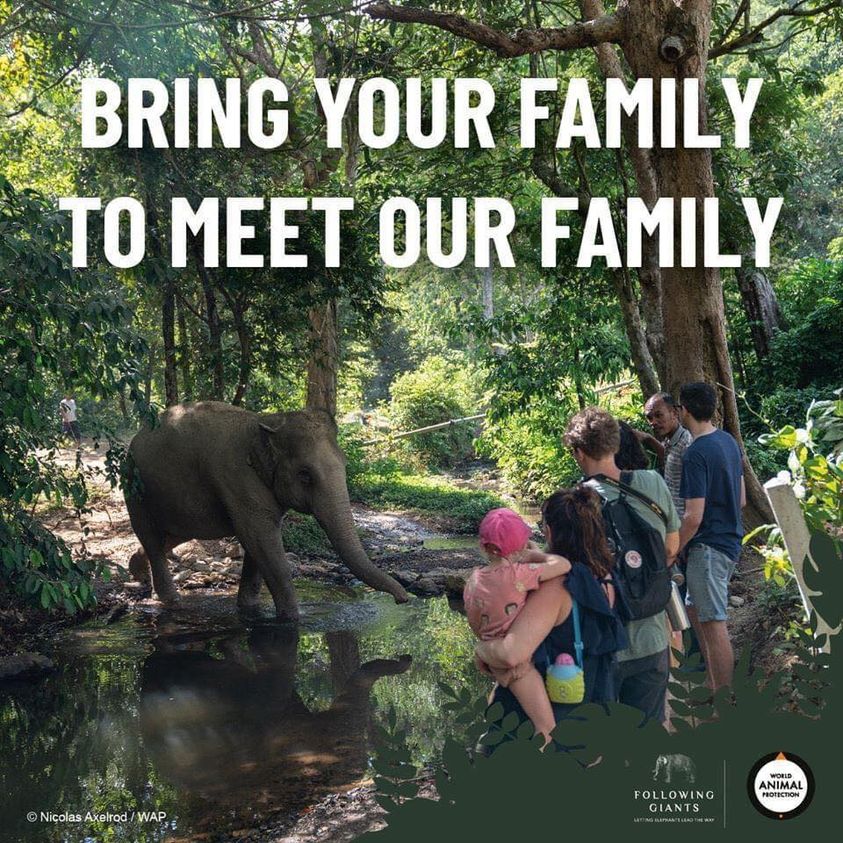 Koh Lanta Elephant Locations in Thailand: Ethical Encounters with Gentle Giants