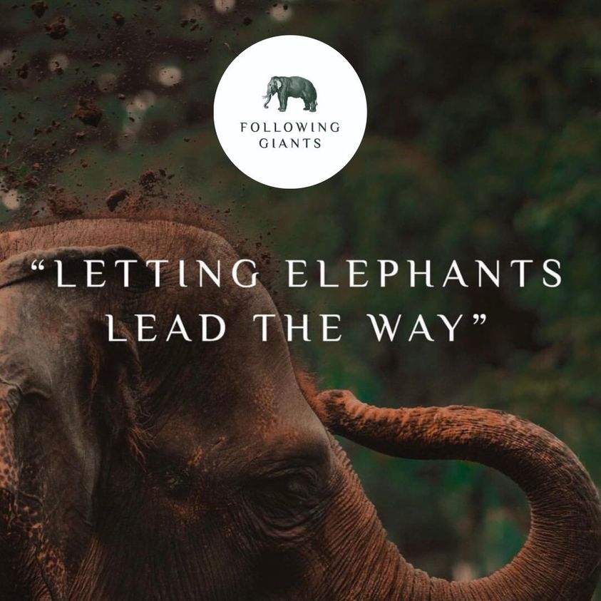 Best Koh Lanta Ethical Elephant Camps in Thailand