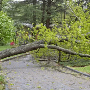 When Should You Call an Emergency Tree Removal Service?
