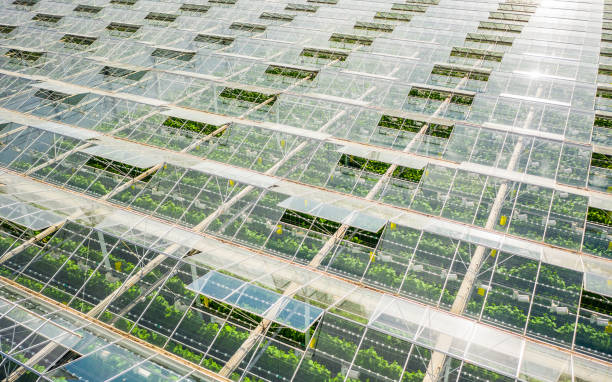 Germany Greenhouse Horticulture Advances as Controlled Farming Gains Strategic Importance
