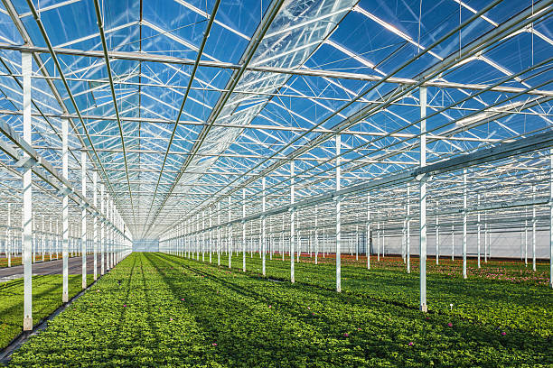 Germany Greenhouse Horticulture Sector Strengthens with Controlled Farming and Resource Efficiency