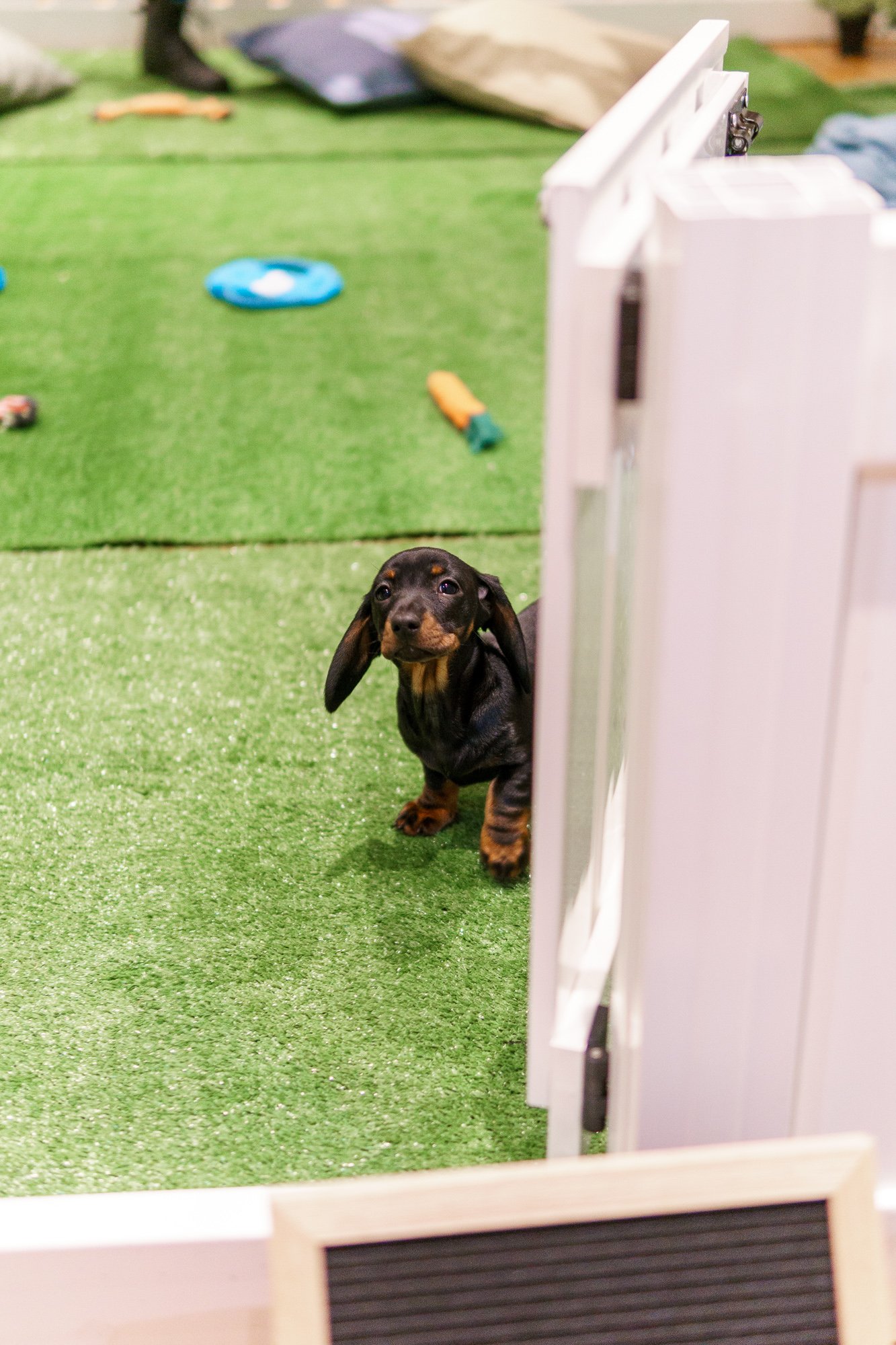 Why Puppy Yoga Is Growing in Popularity despite Recent Criticism