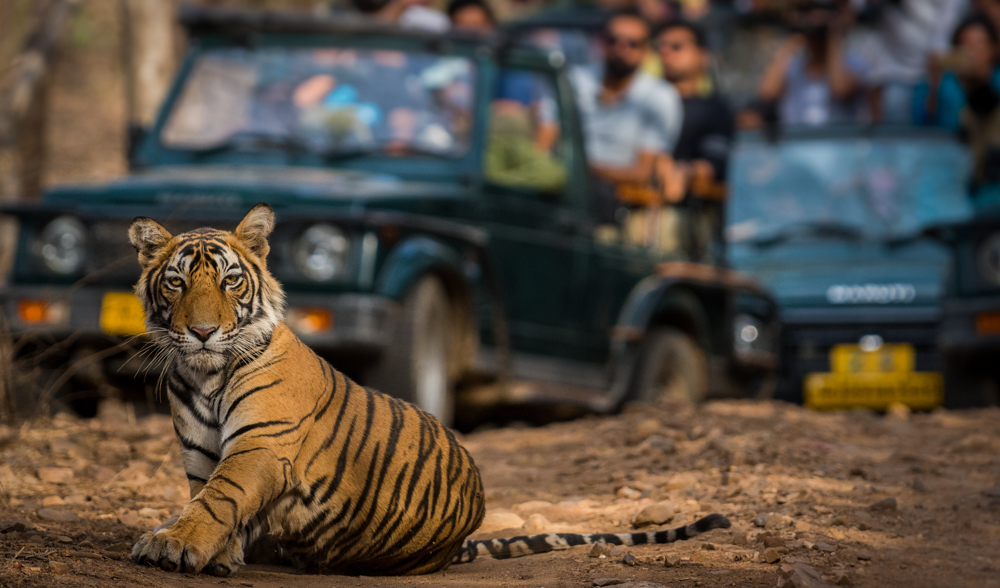 Where to Go in Ranthambore: 5 Top Sightseeing Highlights