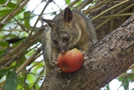Creating safer spaces with responsible pest and wildlife solutions