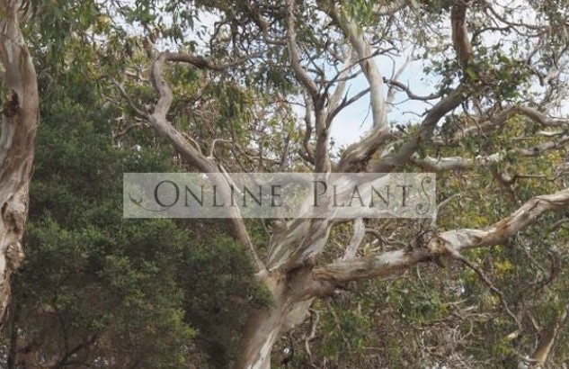 Enhancing Outdoor Spaces with the Timeless Beauty of Native Trees