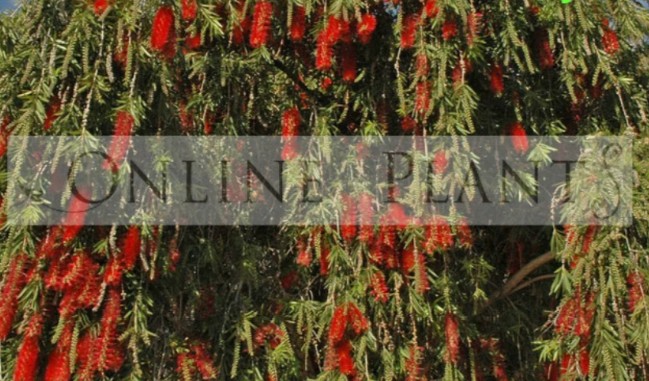 Bringing Natural Colour and Beauty to Gardens with Bottlebrush Plants
