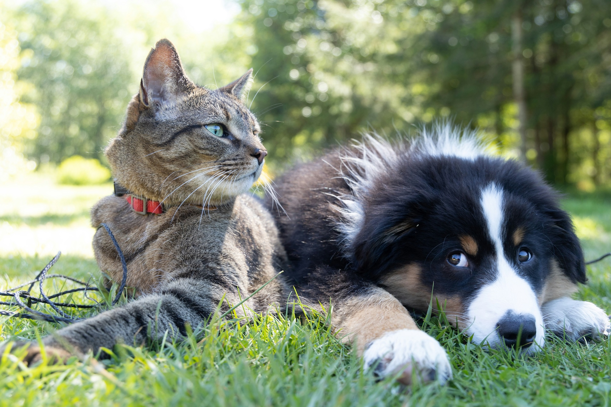 Why Vet Near Salisbury Should Be Your Choice For Your Pet’s Health