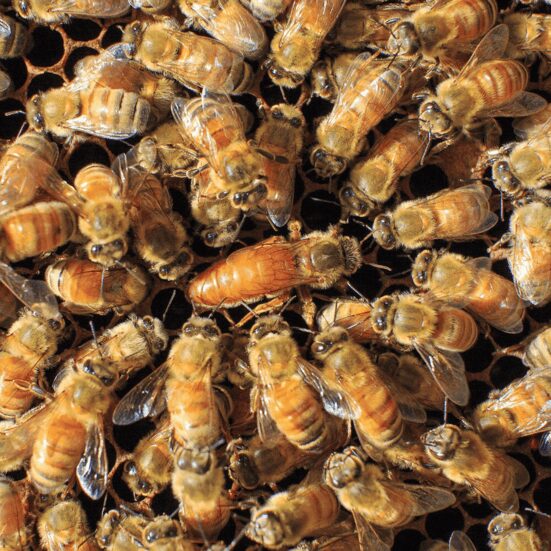 Live Bees for Sale – Buy Bees Online for Healthy Hives