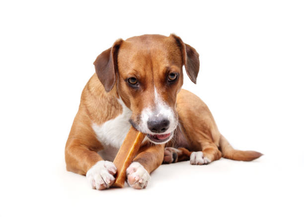 Are Natural Dog Treats Really Worth Buying for Your Dog?