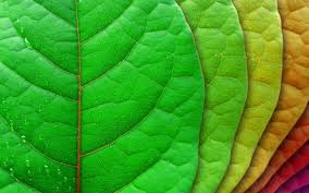 The Benefits of Indoor Plants for Modern Living Spaces