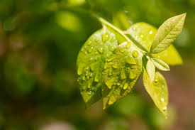 Fruits: Nature’s Delicious and Nutritious Gift