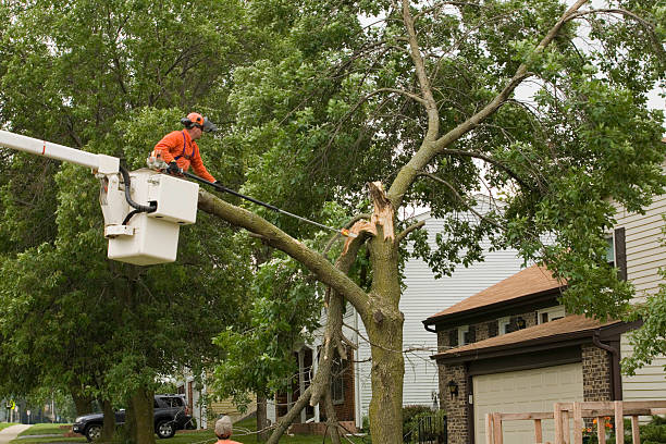 Latest Updates in Storm Damage Repair Industry