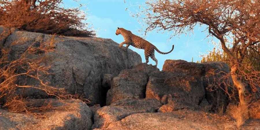 Explore Jawai: India’s Most Famous Leopard Hills
