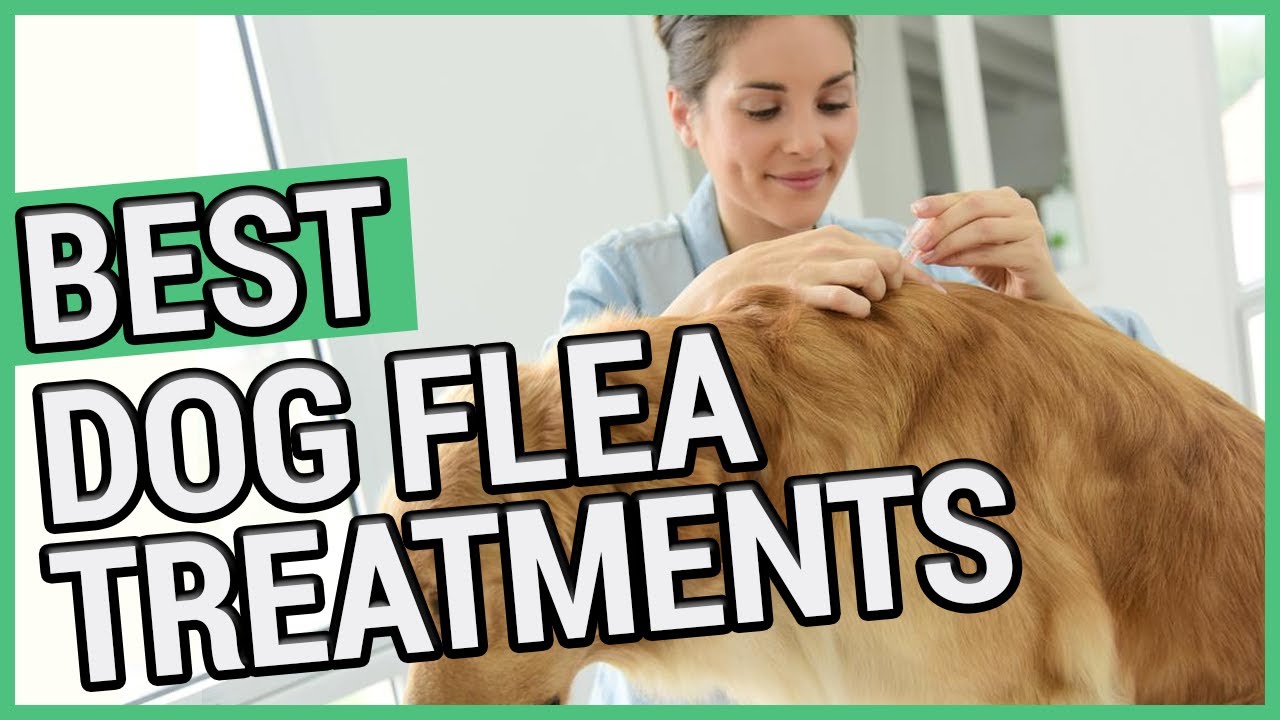 The Vet vs Online Debate: Getting the Right Flea Treatment for Your NZ Pet