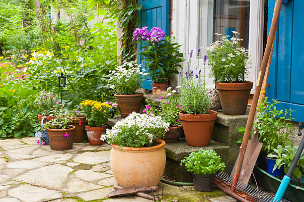 Top Flowering Outdoor Plants That Bloom All Year in Pakistan