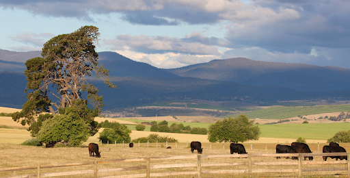 What Makes Nearby Ranches a Valuable Source of Fresh and Sustainably Raised Products