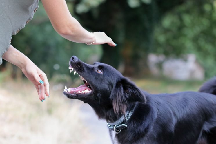 How a Personal Injury Attorney Las Vegas NV and Dog Bite Attorney Las Vegas NV Help Families Recover After Serious Injuries