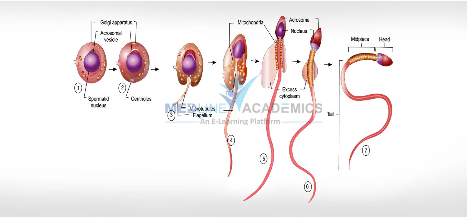 andrology-training-course