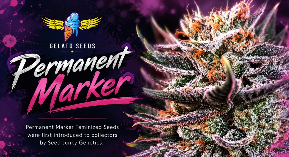 Why Cannabis Growers Are Choosing Permanent Marker Seeds in 2026