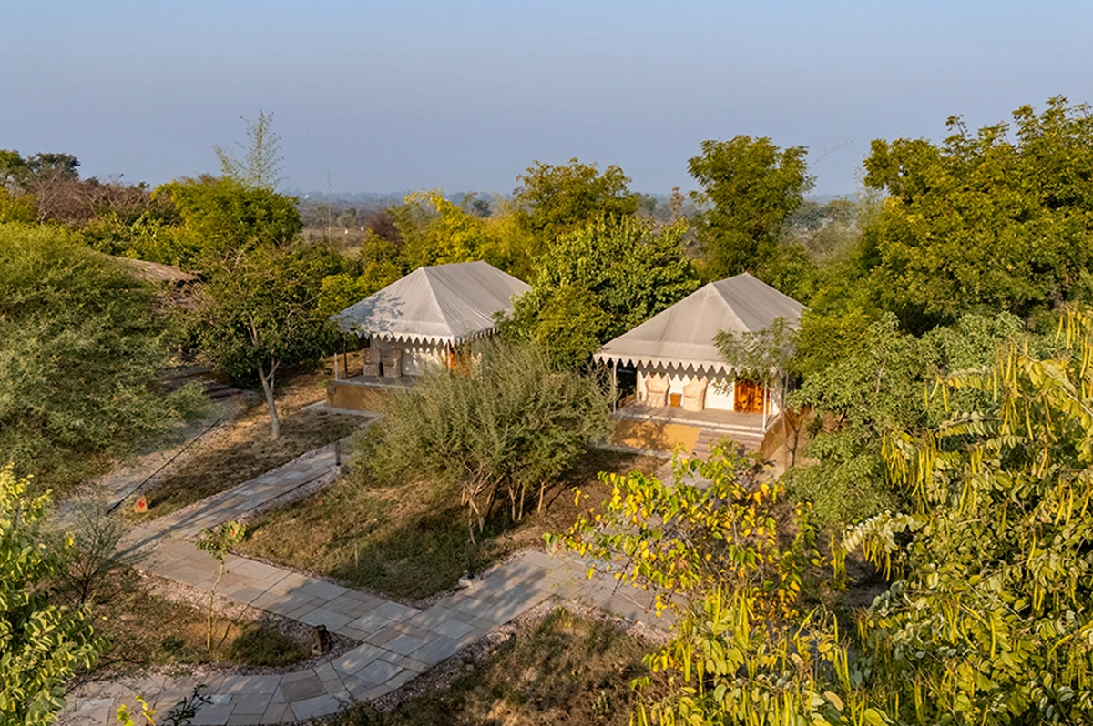Exploring Sariska: Unique Wildlife Experiences Off the Safari Path